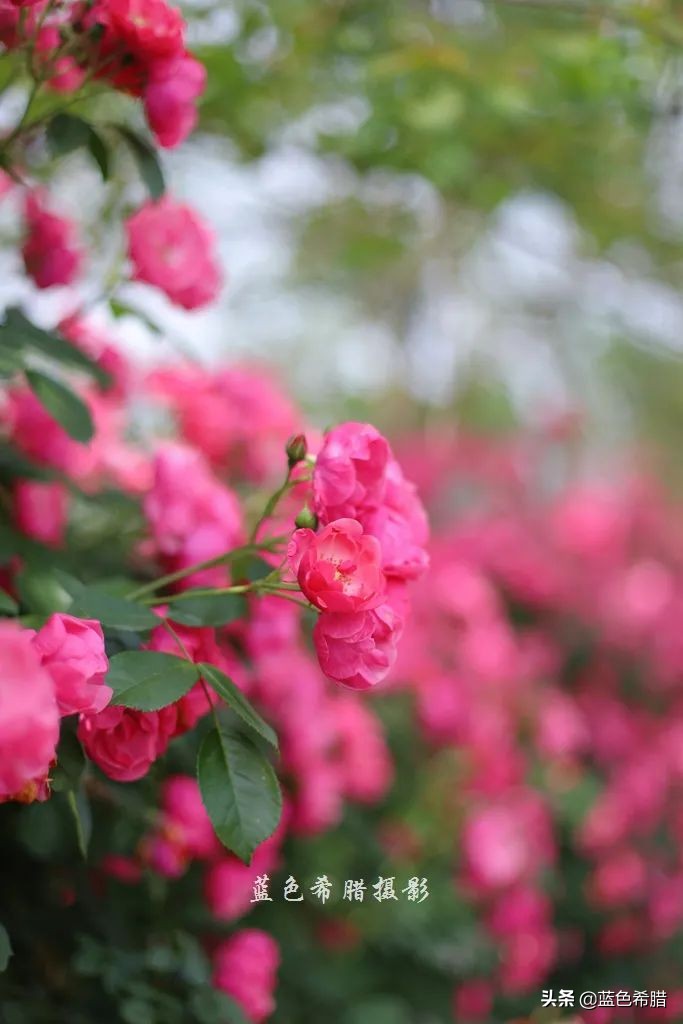 蔷薇花长什么样子图片（细嗅蔷薇感受夏日的浪漫诗意）