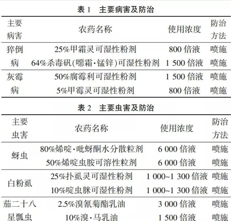 种茄子收益低？学会这个方法每亩收益3.25万元