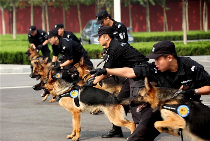 狗狗忠诚排行榜：这几种狗狗，给它一口吃的，就能为你卖命