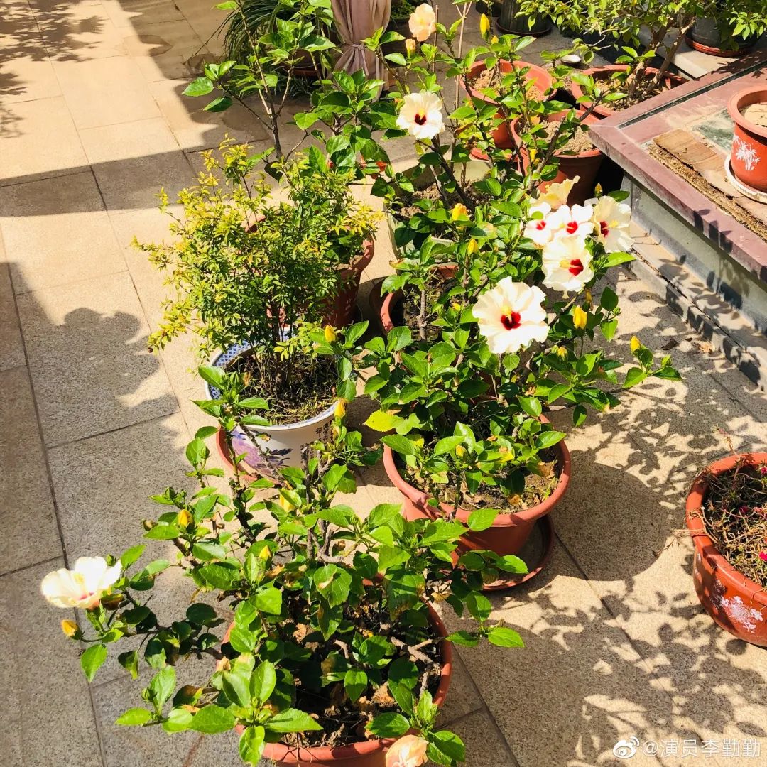 她是演艺圈最泼老戏骨，三嫁老外离婚，如今59岁未婚独居北京豪宅