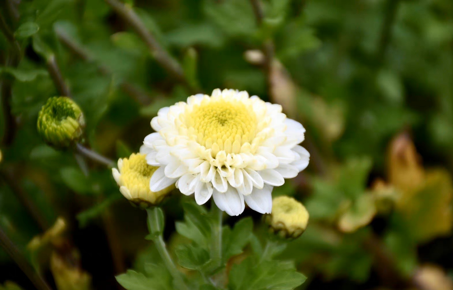 花势繁茂 生机勃勃 从春到秋花开 因此得名 也叫 日日春 天天看点