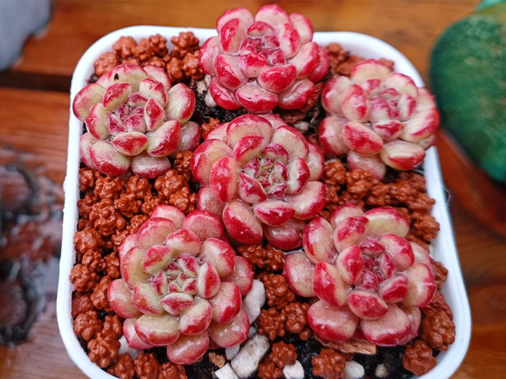 忘了爱 雪天使 忘了爱非主流字体-世界十大百科