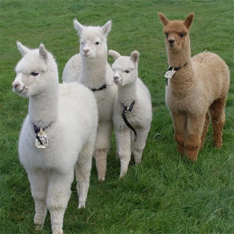 按大小可以分为三类,最大的是驼羊,其次是大羊驼,最小的是小羊驼.