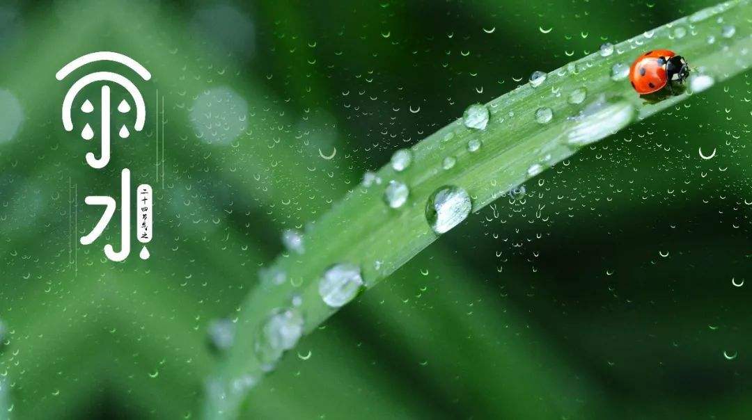 雨水：一场春雨，十里春风，愿你一路繁花向前，浅笑安然