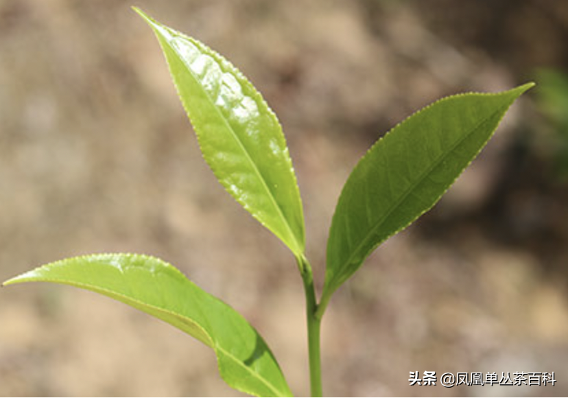 单枞的十大香型（单枞的十大香型有哪些）-第11张图片-科灵网