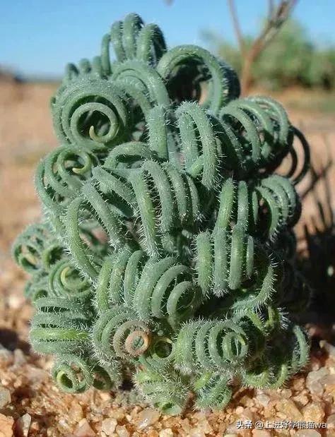 66种罕见仙人掌,花团锦簇,艳丽无比