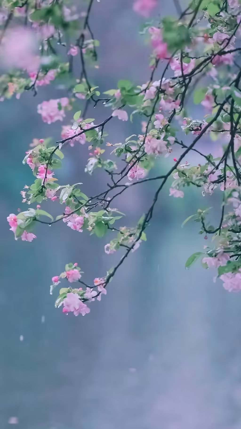 春天花开的唯美句经典,春天花开的唯美句子