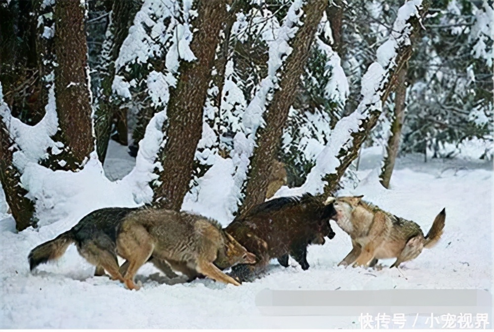 野猪肉骚臭味怎么去除(野猪杀进狼窝)