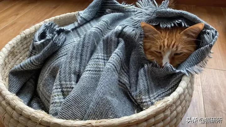警惕猫咪冬季冻伤!急救指南在这里…