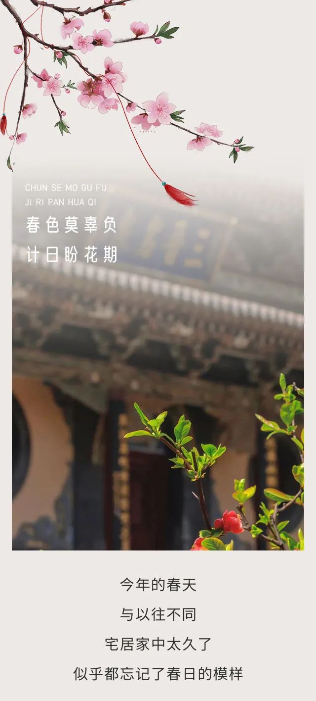 春色莫辜负——疫情下的浪漫，咱们一起“云赏花”