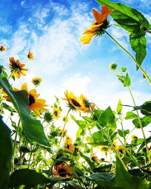 朋友圈小清新早安说说，短小精致，一秒倾心