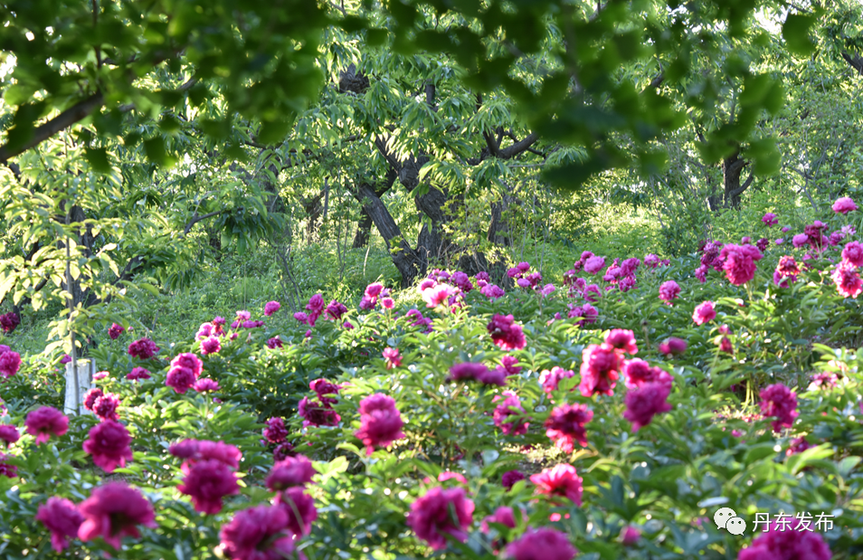 丹东这一地儿入选全国十大赏樱地！赏花攻略提前收藏
