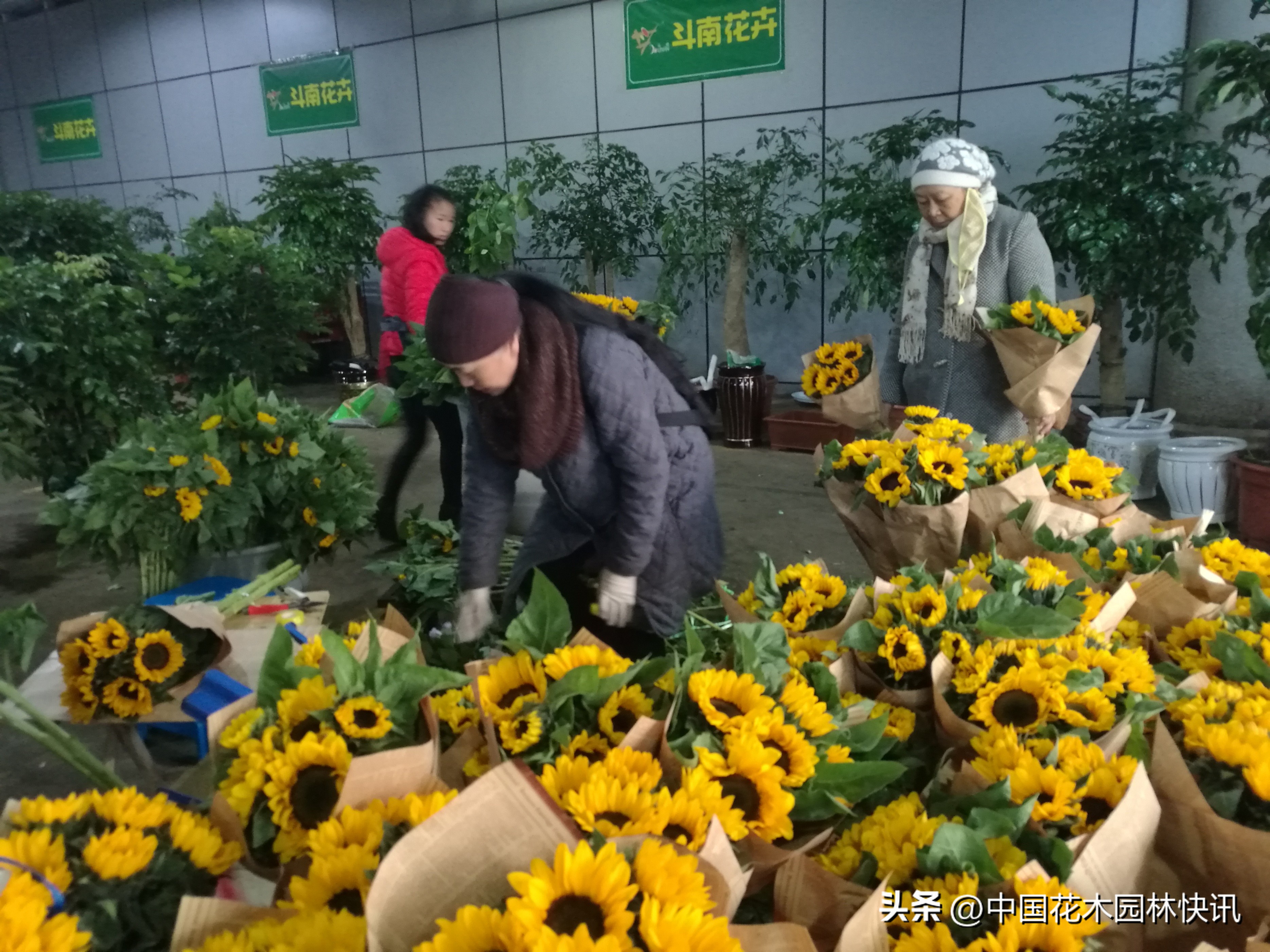 云南斗南今日尤加利价格（云南斗南今日花价格表）