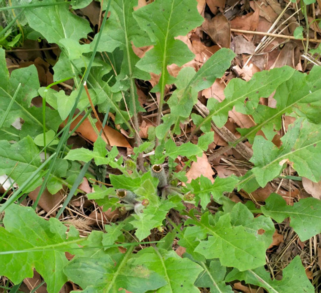 这100种野菜很常见，也很美味，可惜很多人不认识，白白错过美食