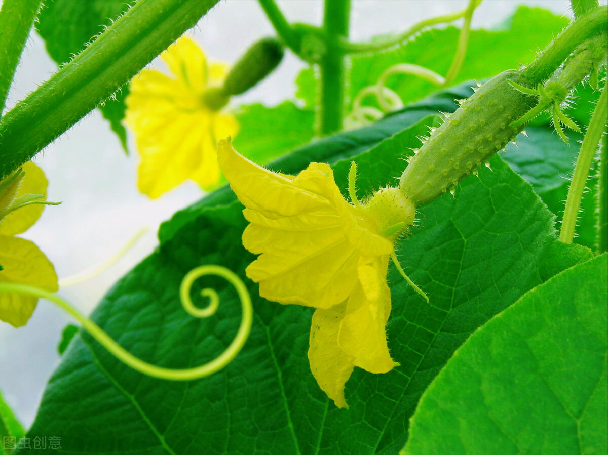 一花一世界,燃情四射的"蔬菜"鲜花,一花一浪漫,一叶一风采