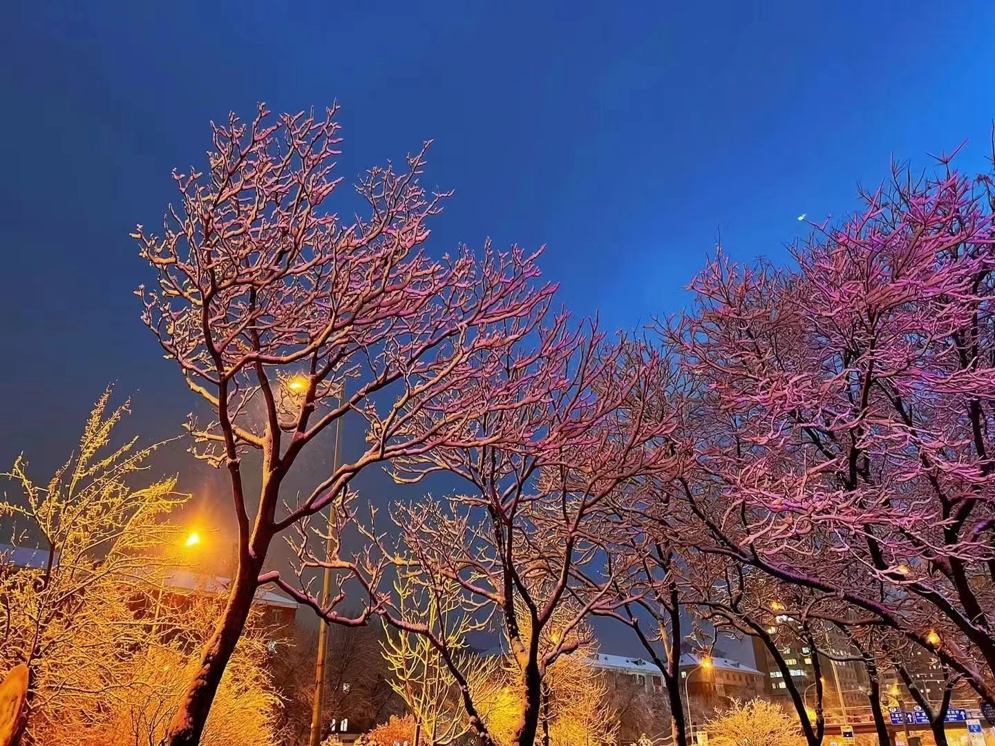 专属于春雪的浪漫，当三月的北京遇见飘雪，有种转瞬即逝的美