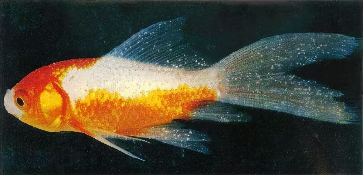 鱼类养殖常见4种“白点病”