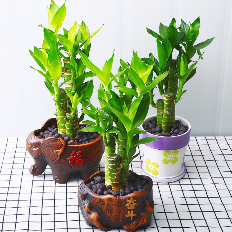 家里光照不足，建议养这10种“耐阴花”，有点散光就能长得很美