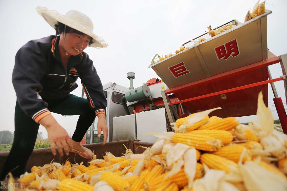 抚顺县今日玉米收购价格，抚顺县玉米最新价格