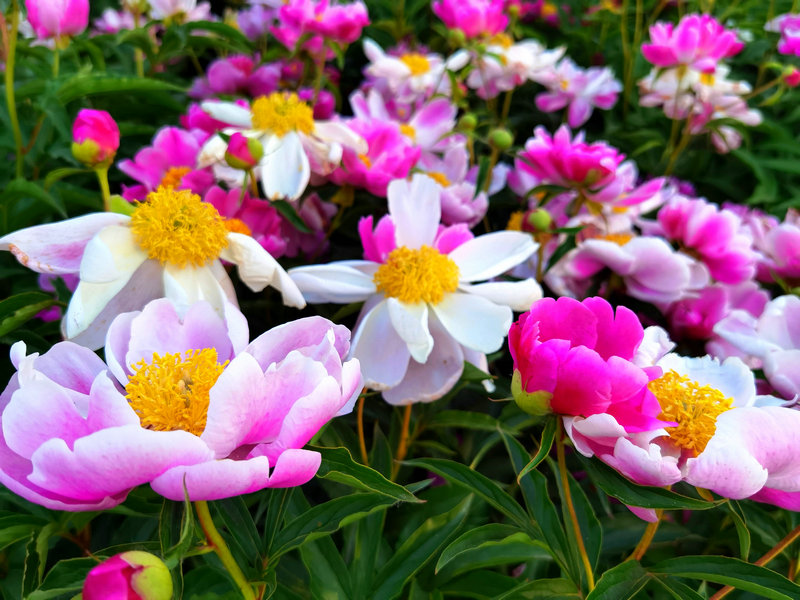 宁阳神童山下，芍药花开正艳