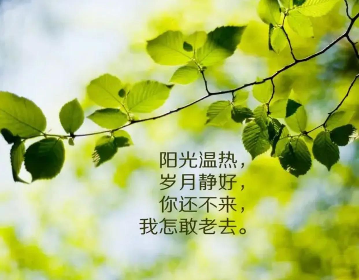 2022愿时光不老岁月静好的唯美句子