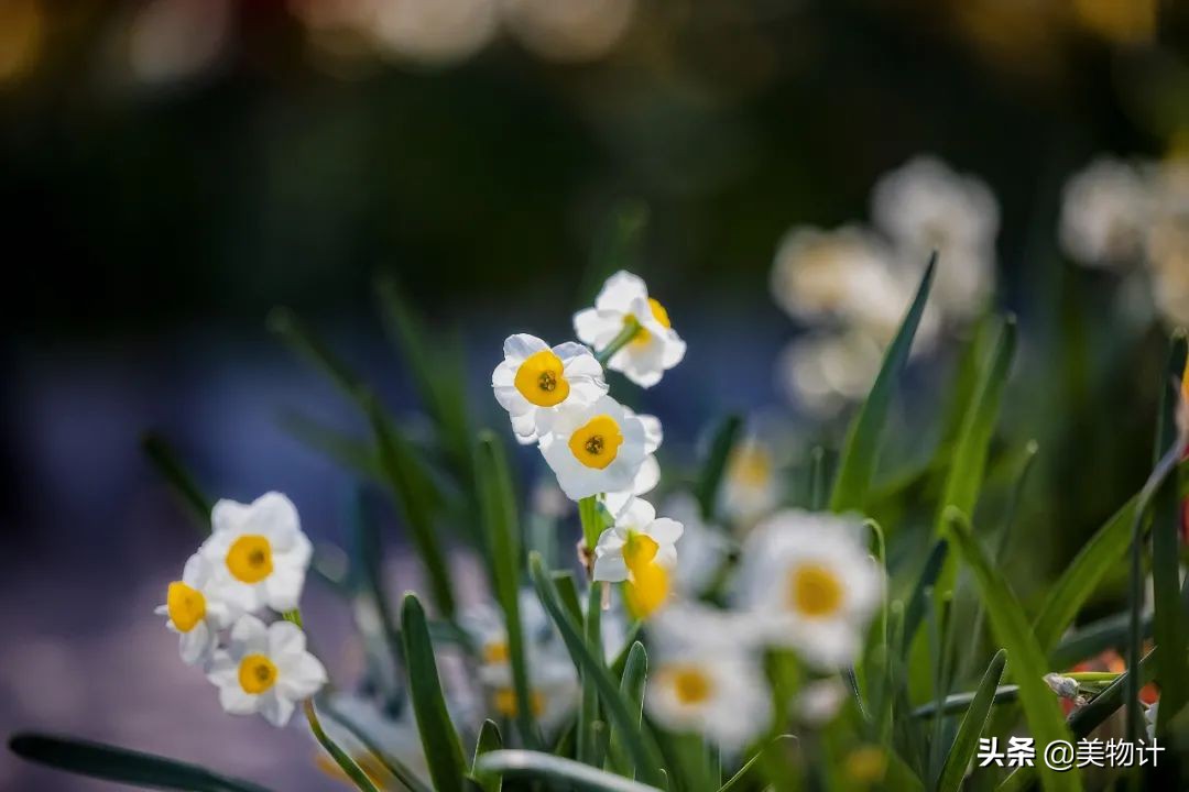 菊花的花语和寓意（一文了解菊花象征的含义）