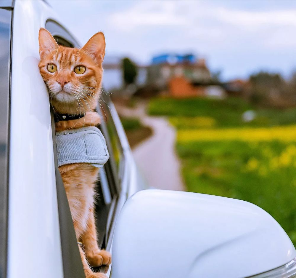 这些人真的在乎的是猫嘛(偷偷告诉你，基本上养猫的都是这些人)