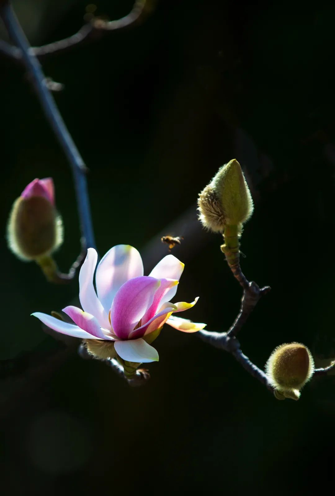 以花為媒，赴一場(chǎng)春日之約！