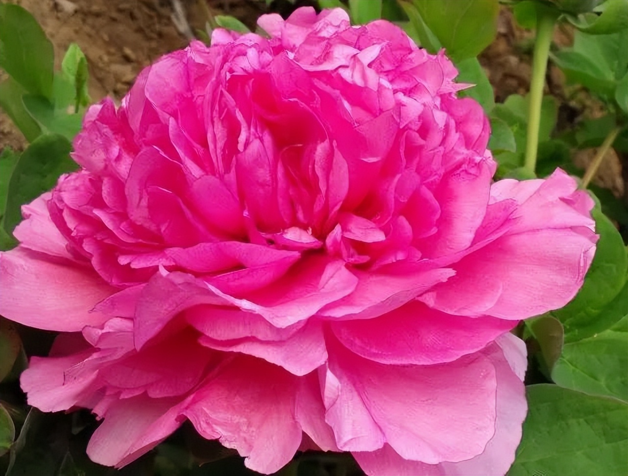 洛阳最全牡丹品种介绍,送给正在赏牡丹的你