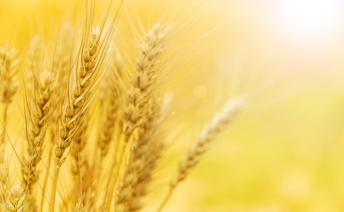 河南省今日小麦价最新价格「今日小麦行情最新价」