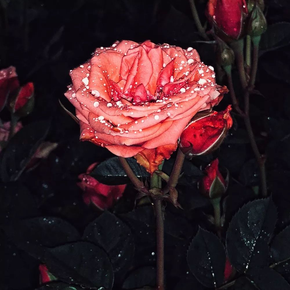 谈情一世，发现愿望极渺小 | 古巨基-欢乐今宵