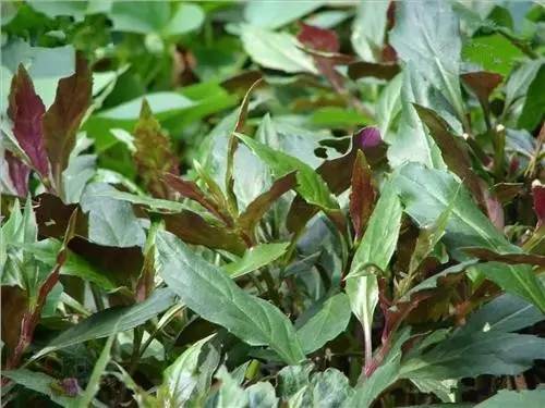 农村能吃的野菜100种能吃的野菜100种图片大全