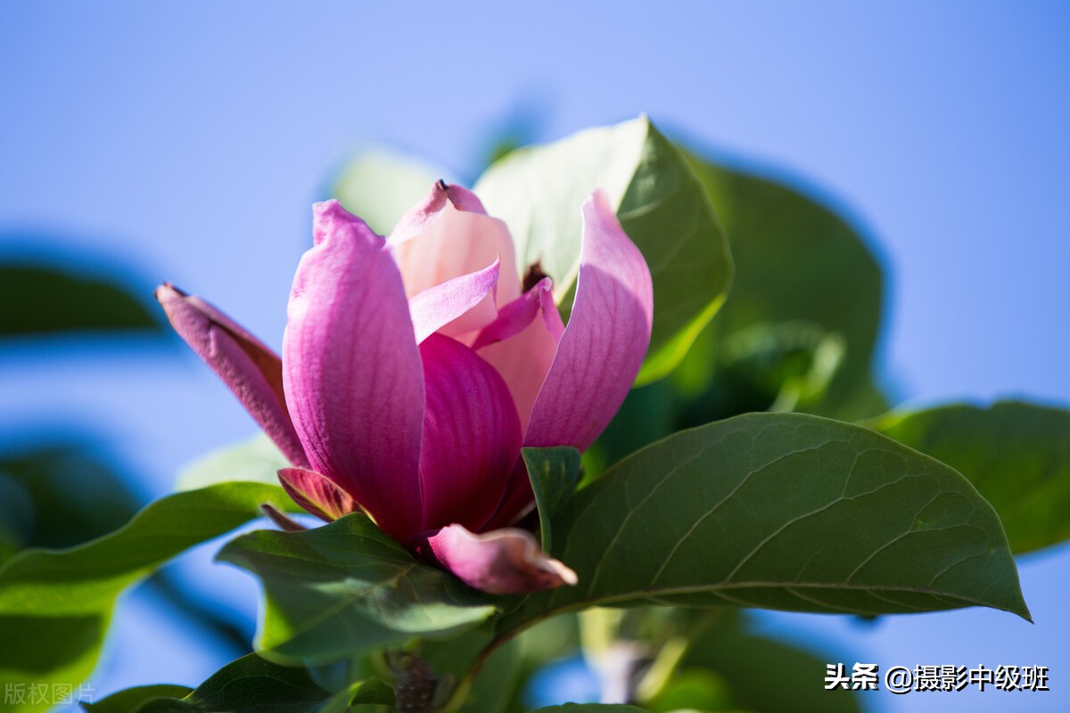 拍花的5個(gè)低級(jí)錯(cuò)誤，毀了這3張照片，講解玉蘭花攝影技巧