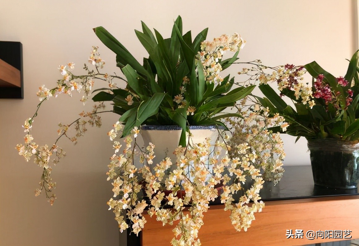 香水文心兰哪个品种最香（最受欢迎的年宵花）