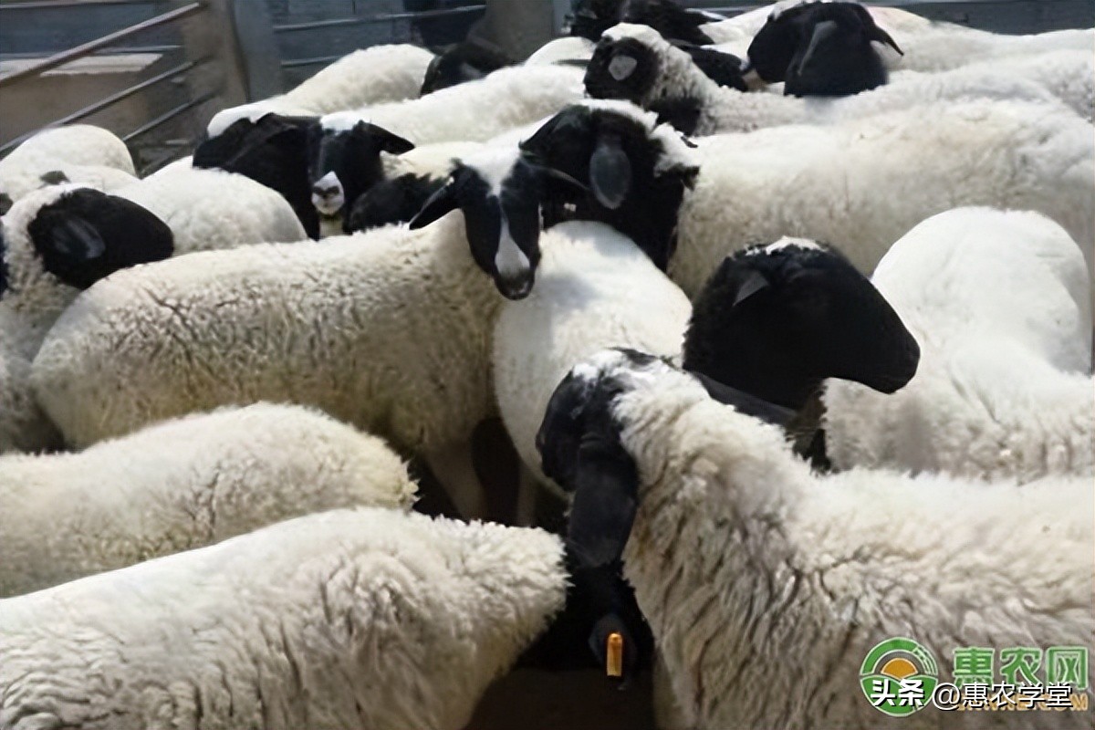 今日活羊价格多少钱一斤？市场上常见的羊有哪些品种？