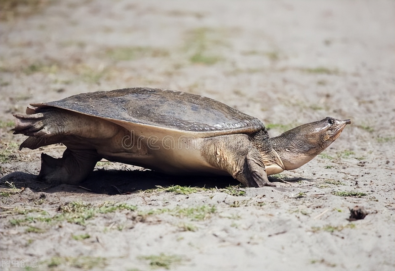 俗称"珍珠鳖",1年可长5斤重,常被冒充野生甲鱼,却是外来物种