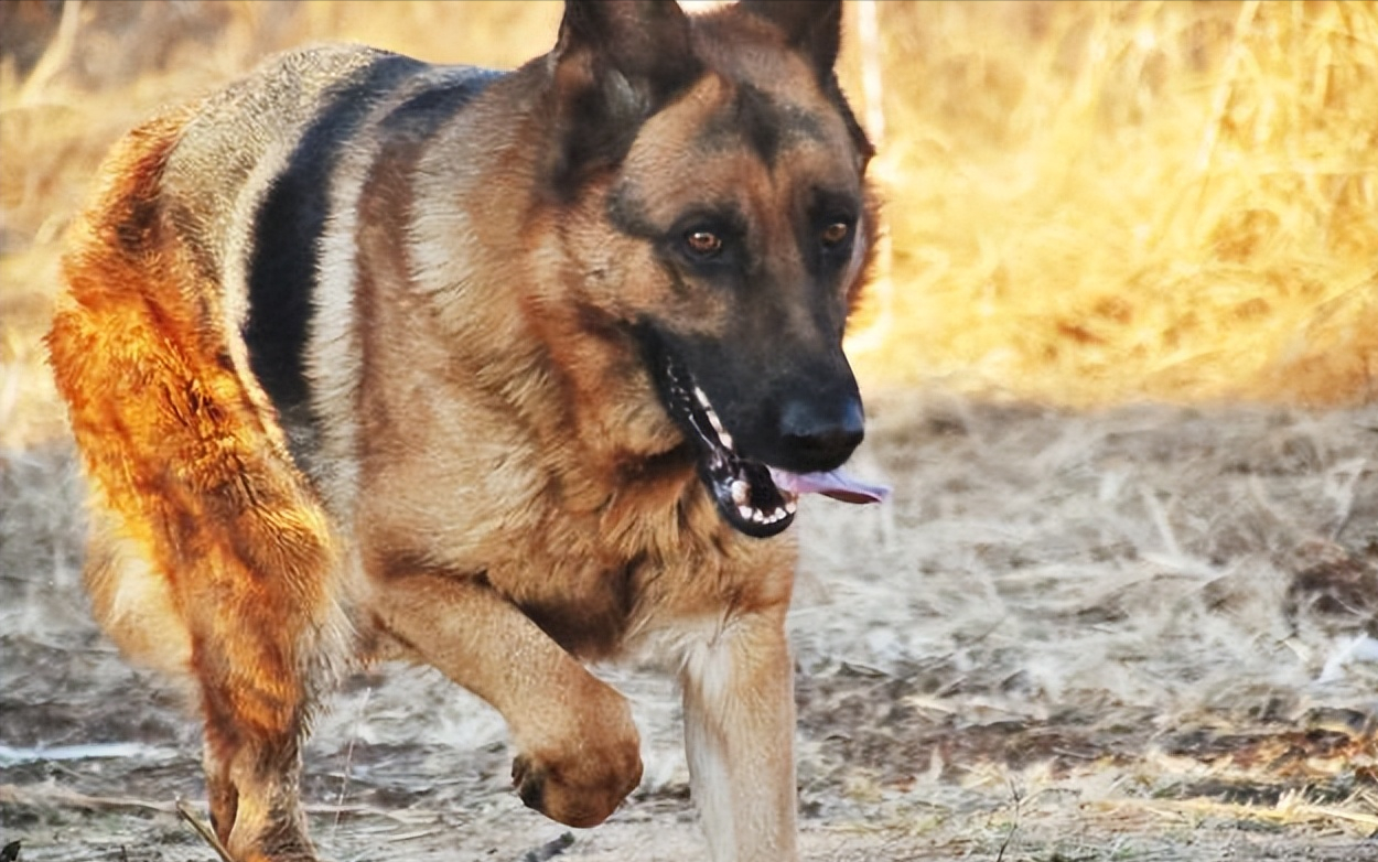 第一的狗狗,正所谓"边牧是边牧,狗是狗"大家都说边牧不能和狗相提并论