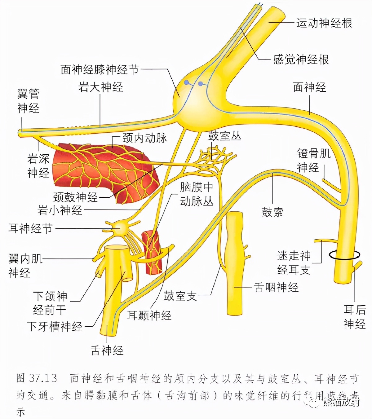 耳朵构造图解大全清晰（耳朵构造详细图）-第14张图片-科灵网