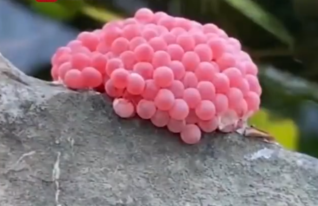 福寿螺体内寄生虫多达6000条,纹织螺比它还可怕