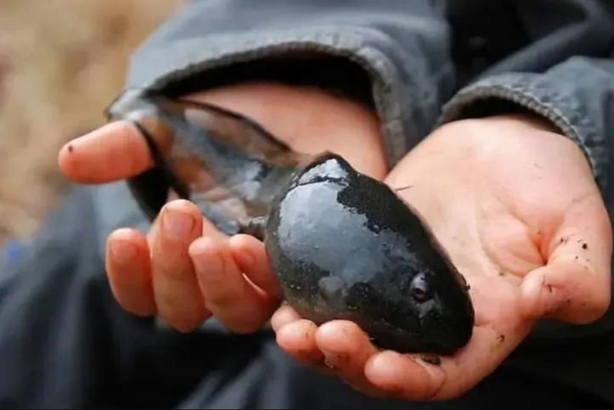 野生牛蛙图片(体重6斤多眼睛直径2) - 赤虎壹号