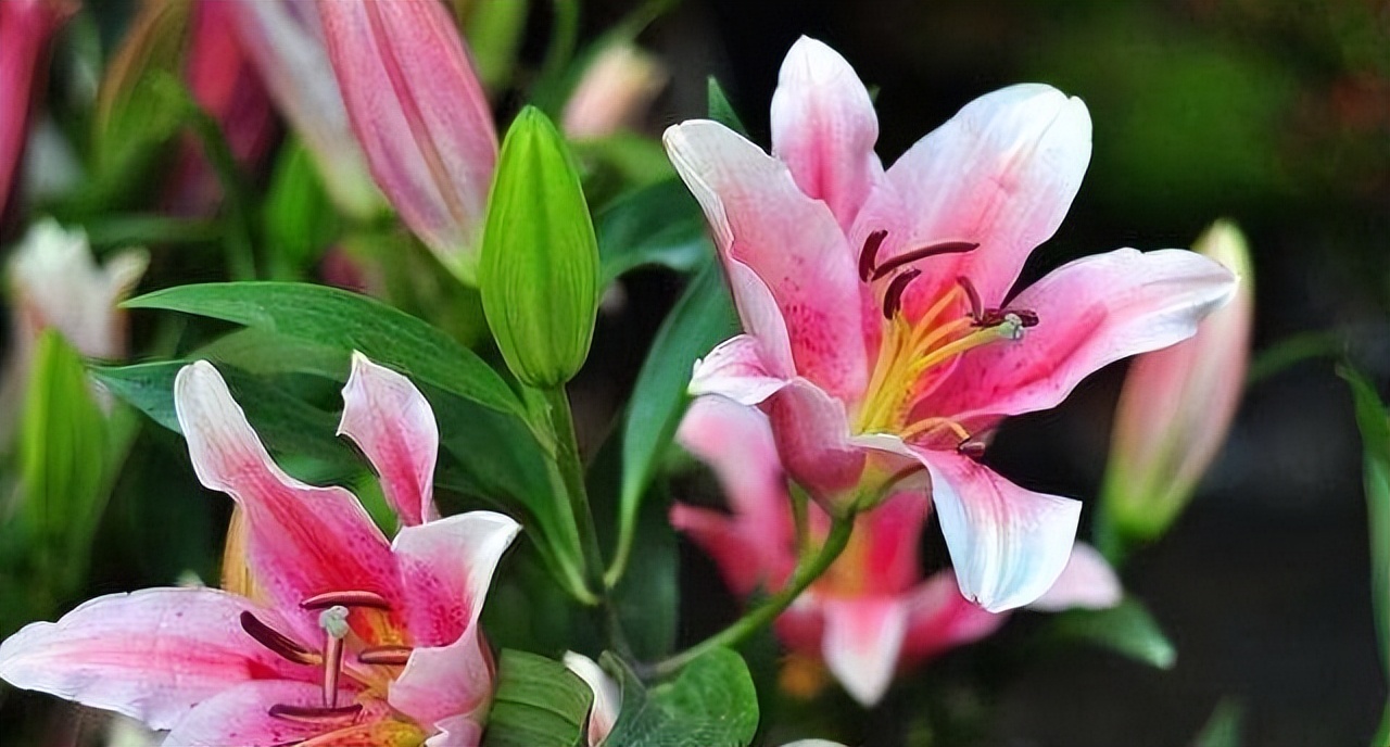 最香的十种盆栽花有哪些（十种香味扑鼻的鲜花推荐）