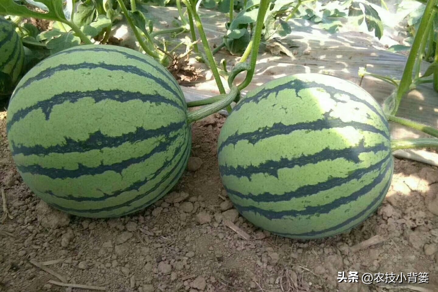 ϲʱͷϵĲڣ-19ͼƬ-Ѷ