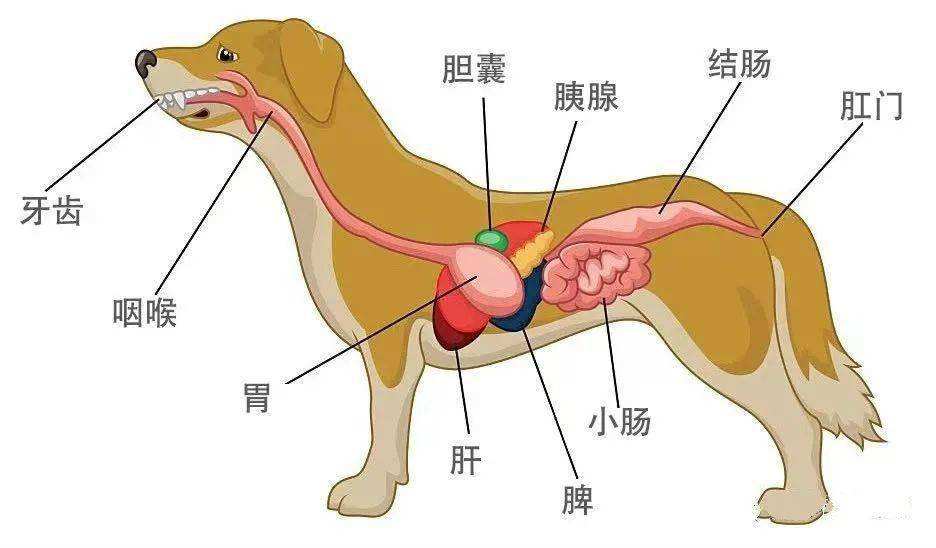胰腺炎是什么症状 胰腺炎严重吗-大连问答网