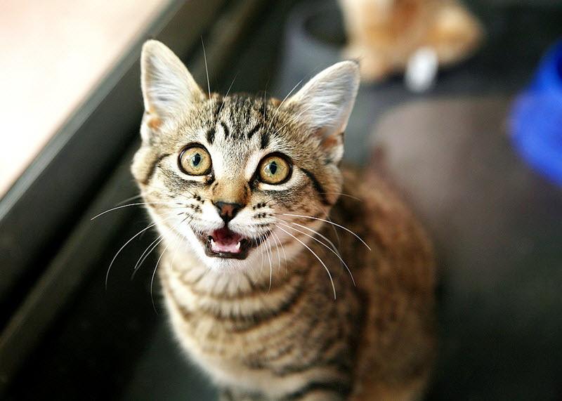 為什麼貓咪每天早上都「喵喵叫」？ 它想表達這些事