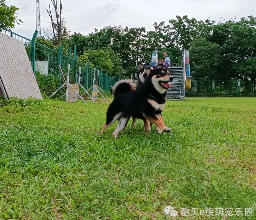 宠爱有家 夏日派对丨酷贝E族