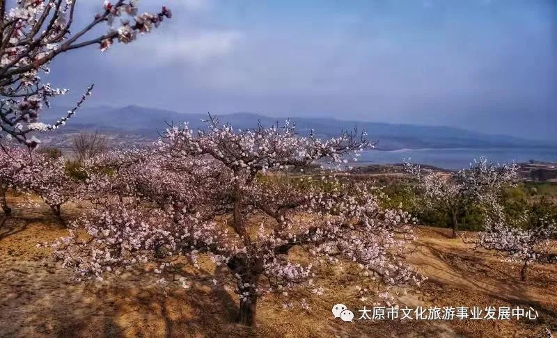 线上展览|“山河春意 锦绣太原——花的世界”主题摄影线上图片展（二十一）