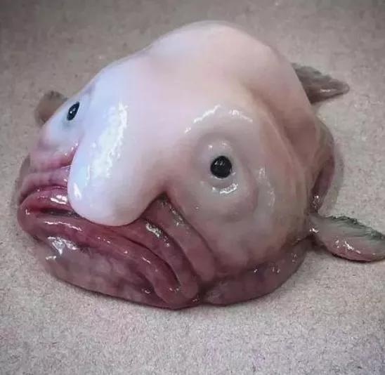 水滴魚能吃嗎,水滴魚能吃嗎給我找個視頻