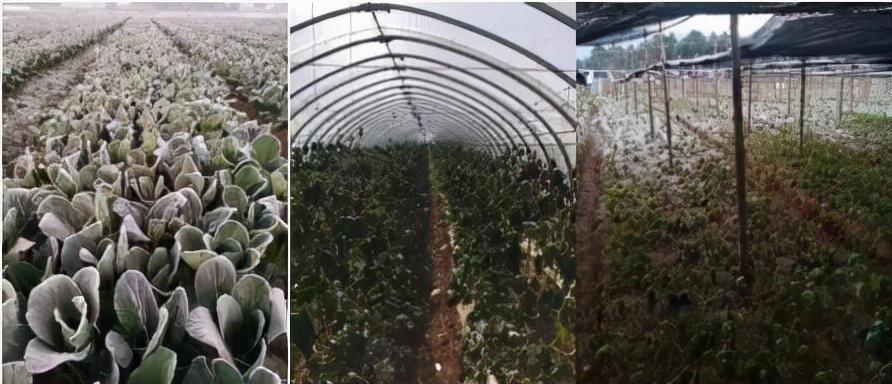 碩豐481,碩豐481蕓苔素