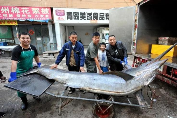 渔民捕获超级箭鱼(海洋中的“活鱼雷”，体重超1200斤，一击就能刺穿15厘米厚的船板)
