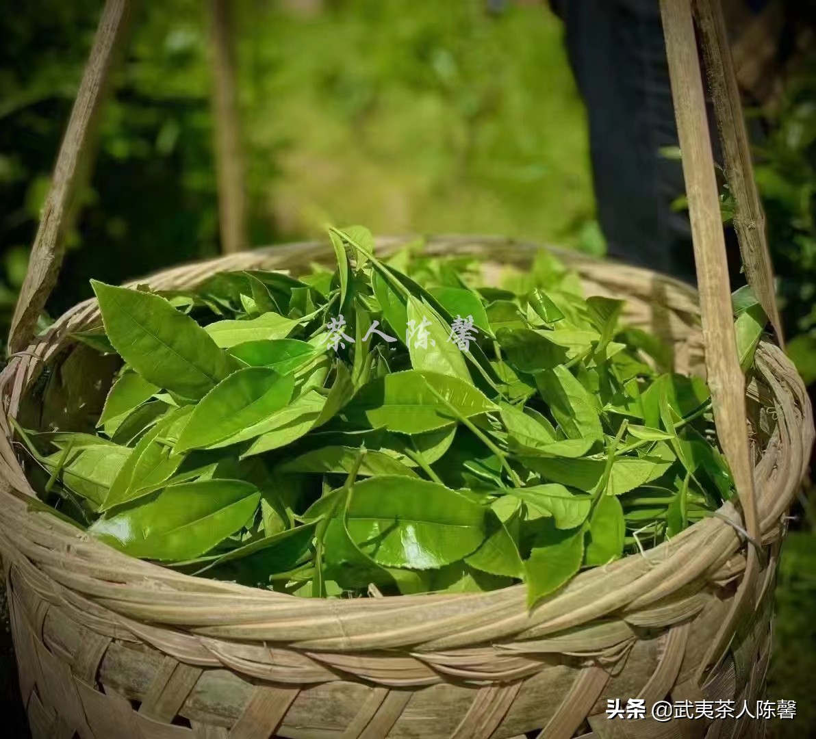 母树大红袍的常见问题及高达一个亿的保额是真是假你了解吗？